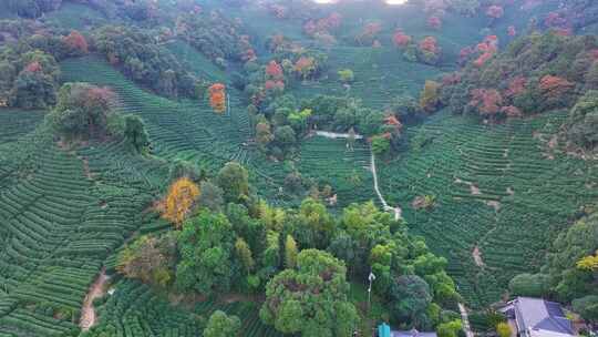 唯美杭州西湖龙井茶文化景区航拍茶园地茶叶