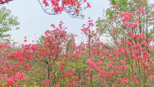 航拍高山杜鹃花5