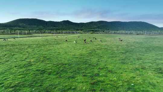 草原公路旁吃草的牛群羊样和白马