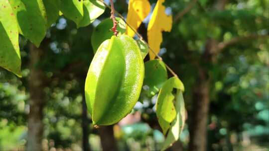 杨桃挂在枝头