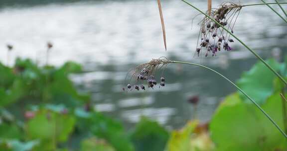 湖边野生植物野花果实
