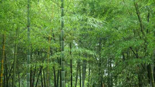 下雨天竹林景观特写，竹节挺拔竹叶繁茂