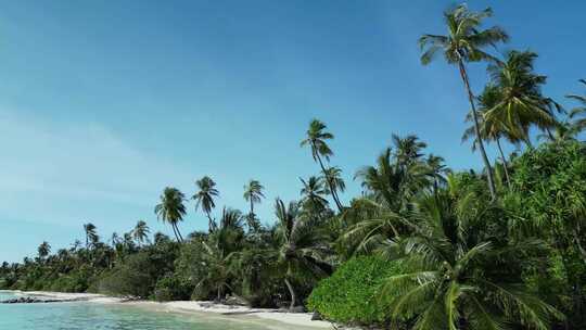 海岸线棕榈树 海边椰子树航拍环绕