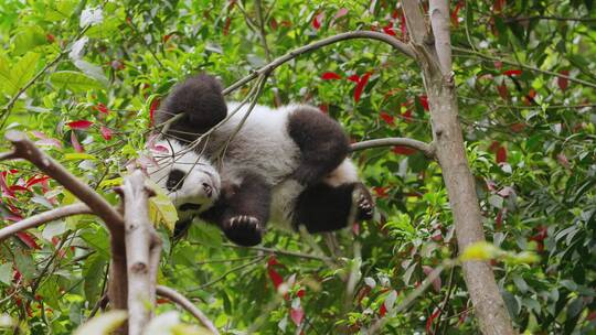 树上玩耍的可爱大熊猫幼崽倒挂在树枝上