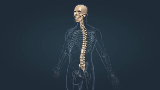 医学人体骨架骨科脊柱脊椎胸椎颅骨三维动画视频素材模板下载