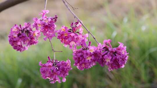 紫花风铃木