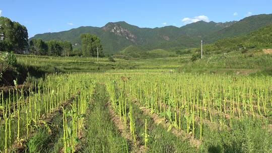 烟草 烟草种植 烟草加工 香烟