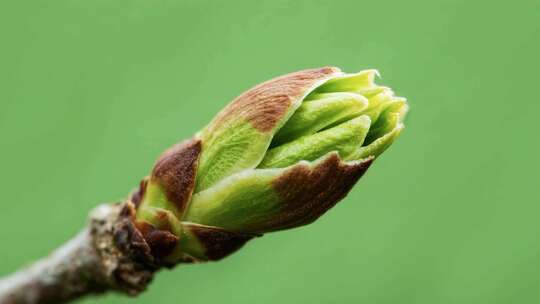 春天植物森林生长发芽