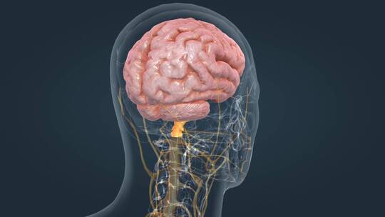 3D人体器官大脑中枢神经系统医疗动画全息