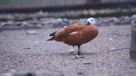 沙地上挠痒的红鸭