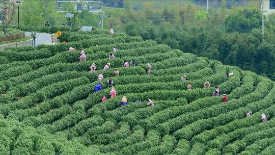 航拍茶园采茶工 航拍山区茶山 采茶人