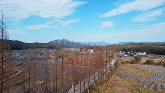 南平 光泽乡村道路 回家的路乡村路旁白桦树