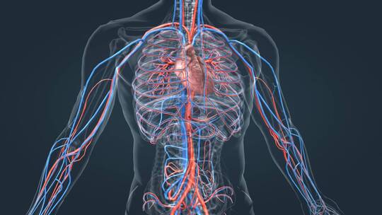 3D 人体 大脑 心脏 血管 动脉 三维