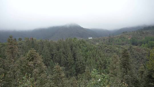 茶花茶树山茶籽茶油农业