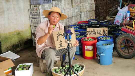 现摘五月脆 五月脆种植