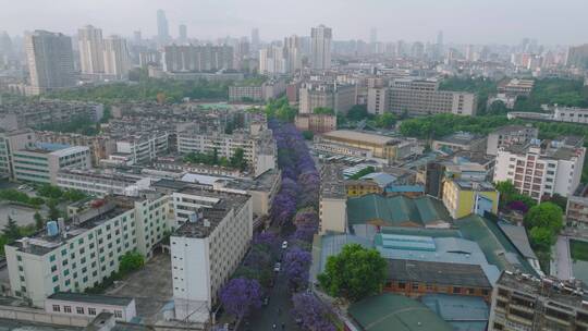 航拍初夏昆明蓝花楹