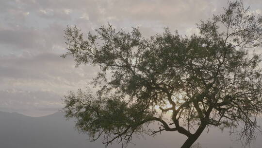 落日下的一棵树视频素材模板下载