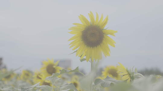 初秋黄河沿岸清新唯美向日葵花海