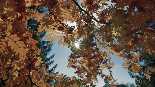 秋天的阳光穿过树叶