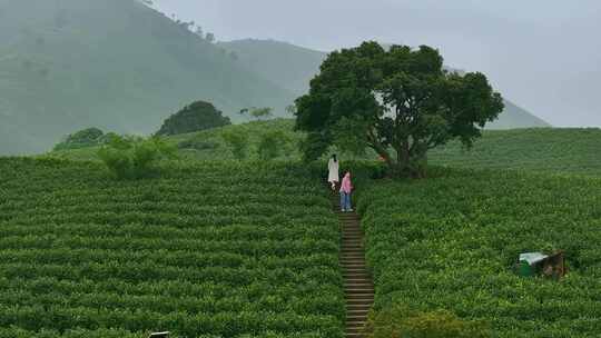 清晨茶山上行走的女子休闲度假