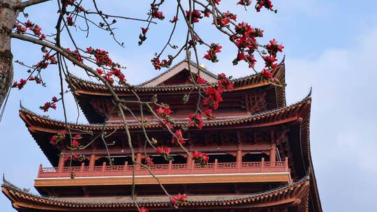 春风中摇曳的木棉花和古建筑