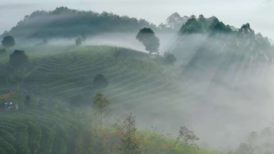 云雾缭绕的茶山