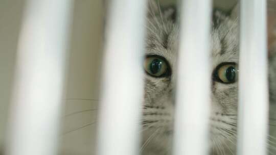 被囚禁笼子里的可怜猫