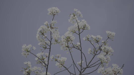 樱花花开春天