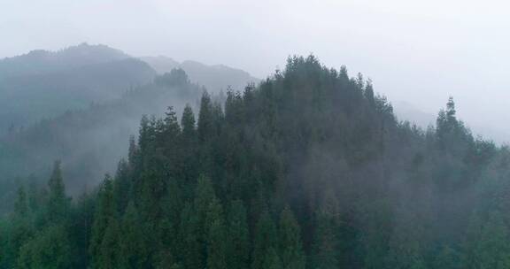 航拍迷雾森林松树林