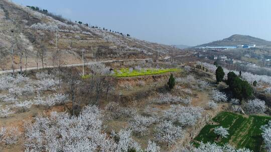 杏花节日满山遍野梯田鸠山闵庄