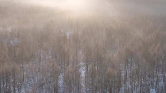 曙光照耀冻雾迷漫的林海雪原