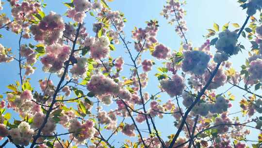 春天阳光下的樱花花朵花瓣