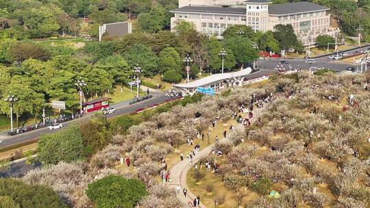 中国广东省广州市黄埔区市民广场梅花