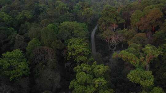 森林树林热带雨林古茶林古茶树林视频素材模板下载