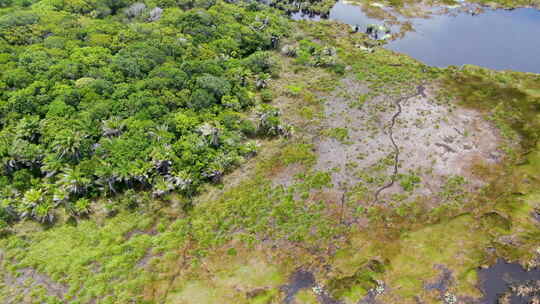 巴西热带雨林丛林鸟瞰图