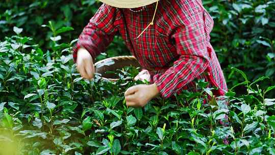 杭州西湖云溪竹径龙井茶园人采摘茶叶特写