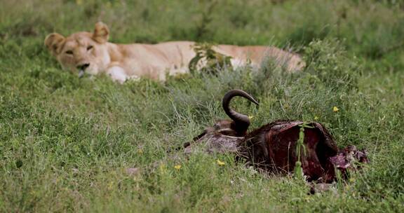 草地上卧着的狮子