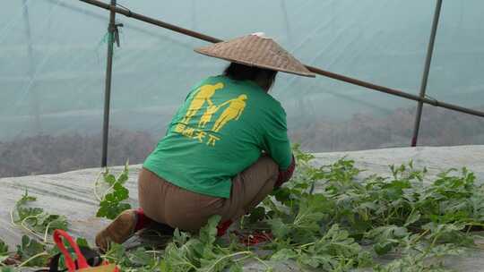农民大棚培育西瓜