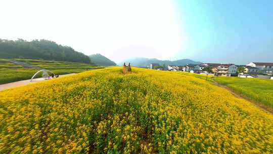 大自然油菜花FPV