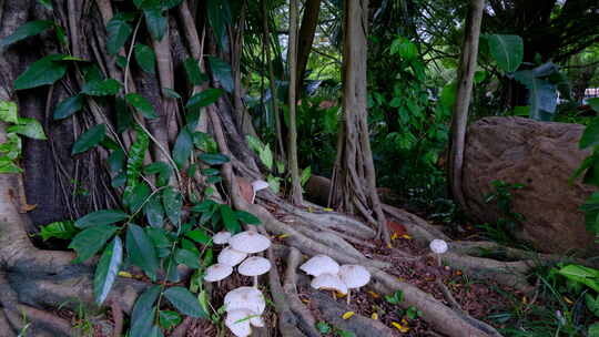 榕树下 野生蘑菇 野生菌