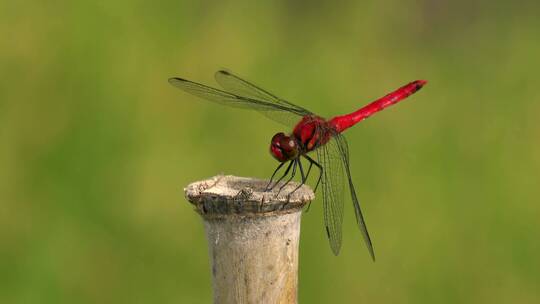 红色蜻蜓生态环境自然风景小昆虫动物视频素材模板下载