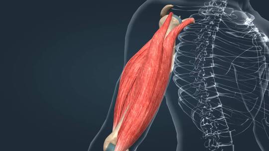 肌肉组织 人体器官 肌肉 平滑肌 动画