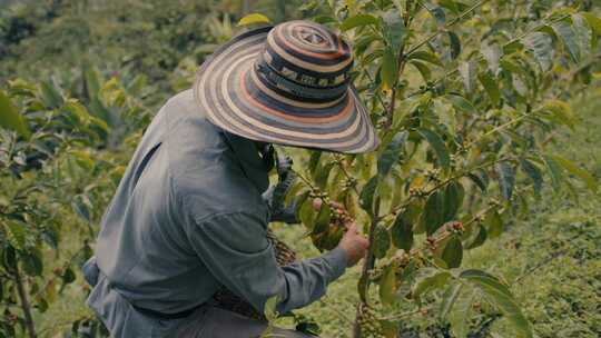 采摘，植物，作物，咖啡豆