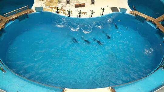 海豚表演 海豚 旅游 海洋馆 海洋公园视频素材模板下载
