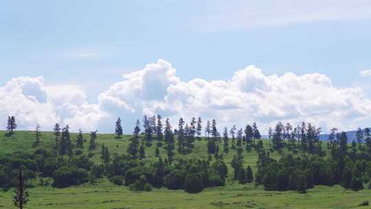 新疆北疆阿勒泰禾木村山坡上的树自然风景