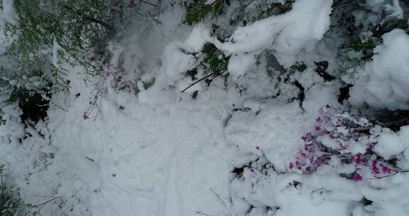 航拍雪压杜鹃（五月末杜鹃花开时普降瑞雪）