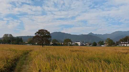 金色麦田