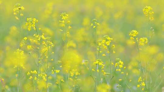 春天油菜花春暖花开蜜蜂采蜜视频素材模板下载