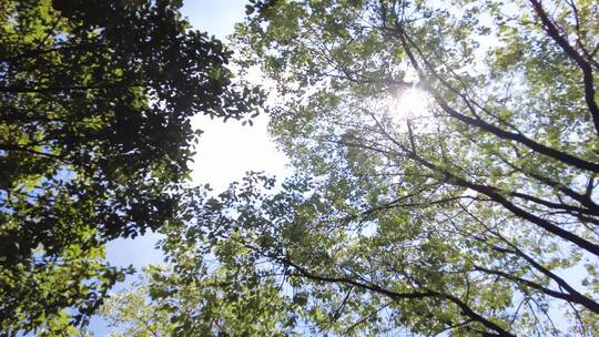 夏天阳光穿过树林唯美空镜头风景视频素材视频素材模板下载
