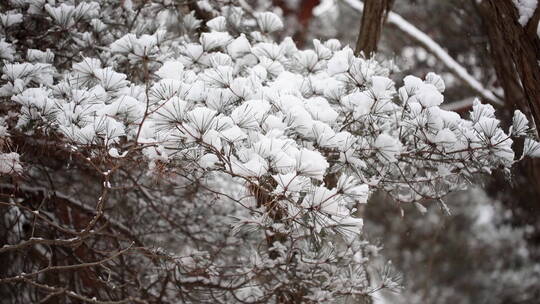 松针上的积雪像扇面一样美丽